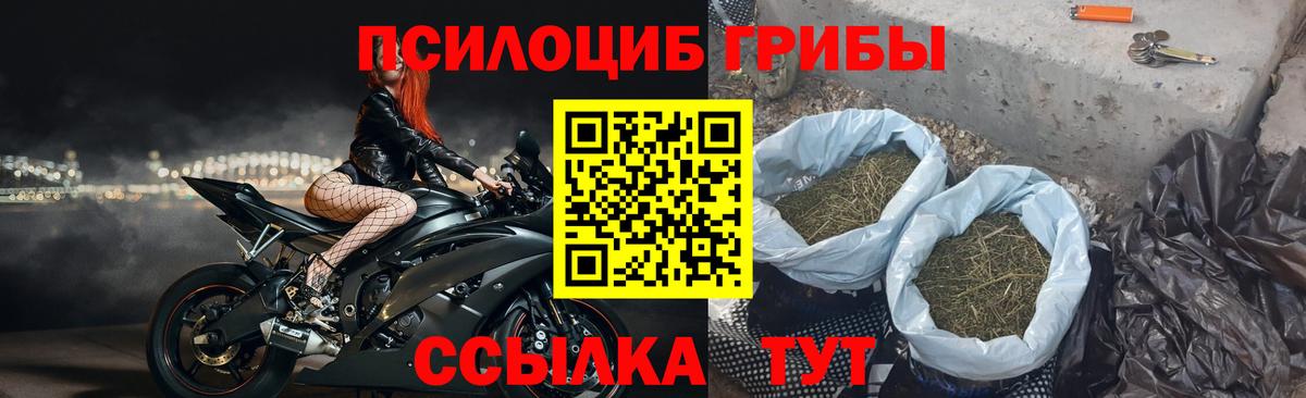 Псилоцибиновые грибы Psilocybe  Вход с VPN  Алейск 